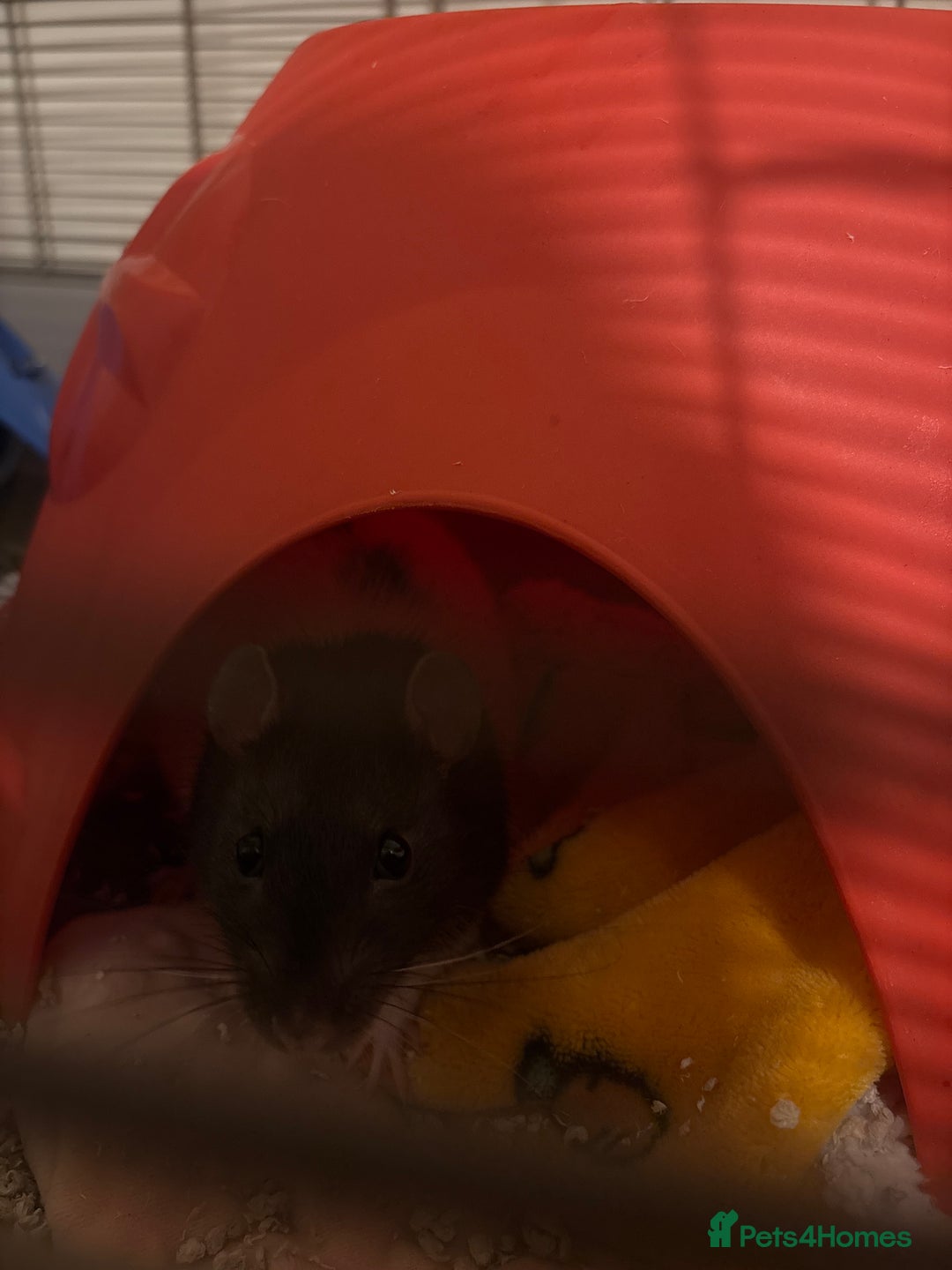 Rat rodents for sale: Rescue rat for adoption - Advert 1