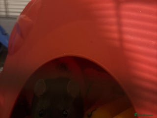 Rat rodents Rescue rat for adoption - Advert 2