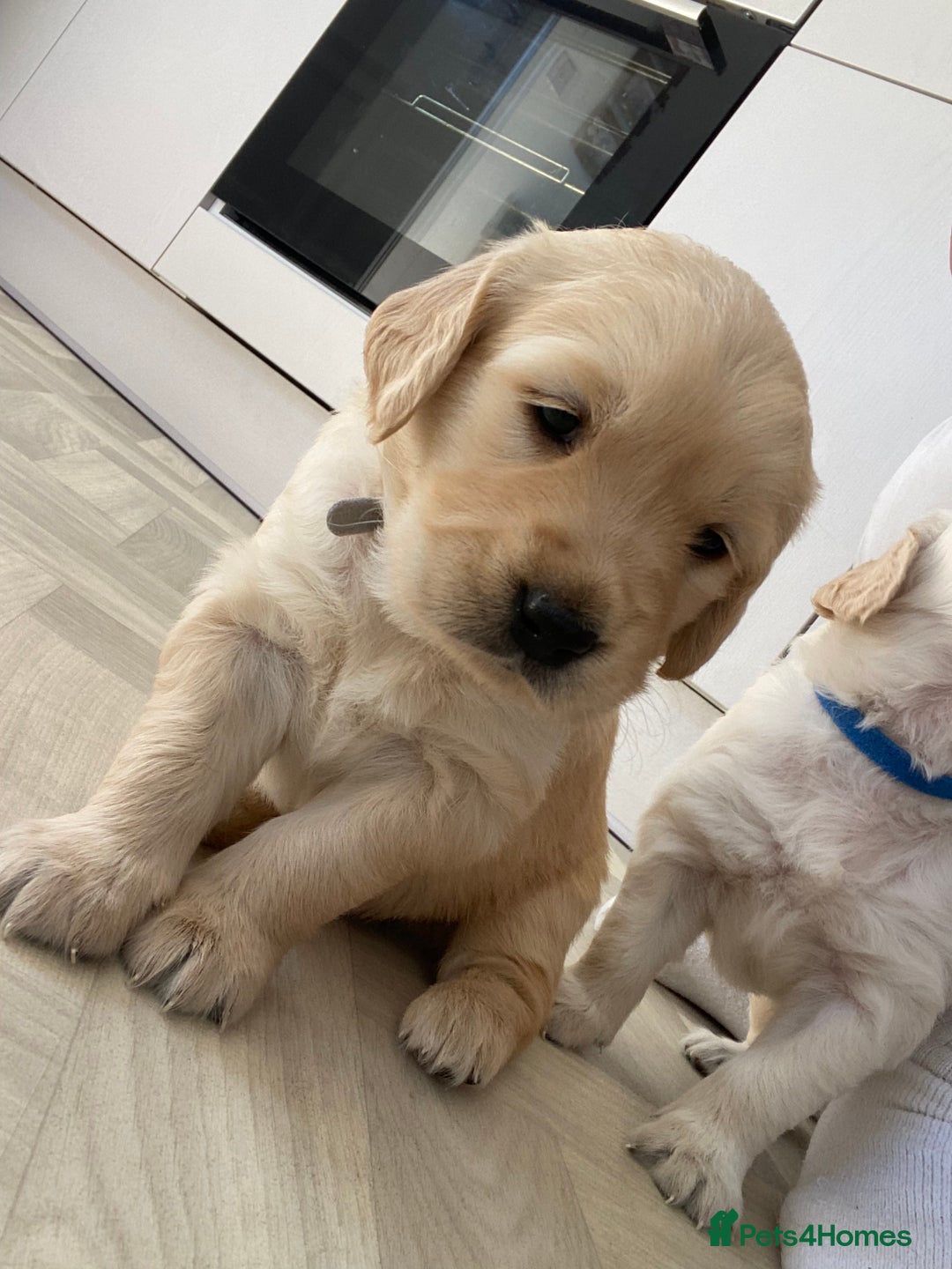 Golden Retriever dogs for sale: Golden Retriever Puppies (3 x Females Available) - Image 3