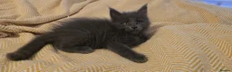 Maine Coon cats for sale: Maine coon kittens - Advert 15