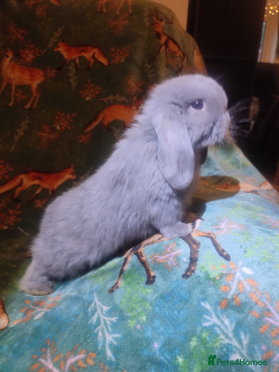 Mini Lop rabbits for sale: Mini Lop babies ready to reserve now - £20 reserve - Advert 3