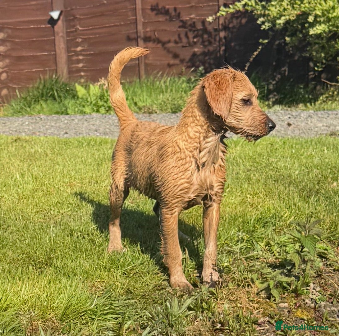 Labradoodle dogs Beautiful health tested Labradoodle Puppies  - Advert 2