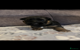 German Shepherd dogs for sale: Kc-registered German shepards puppies for sale - Image 16