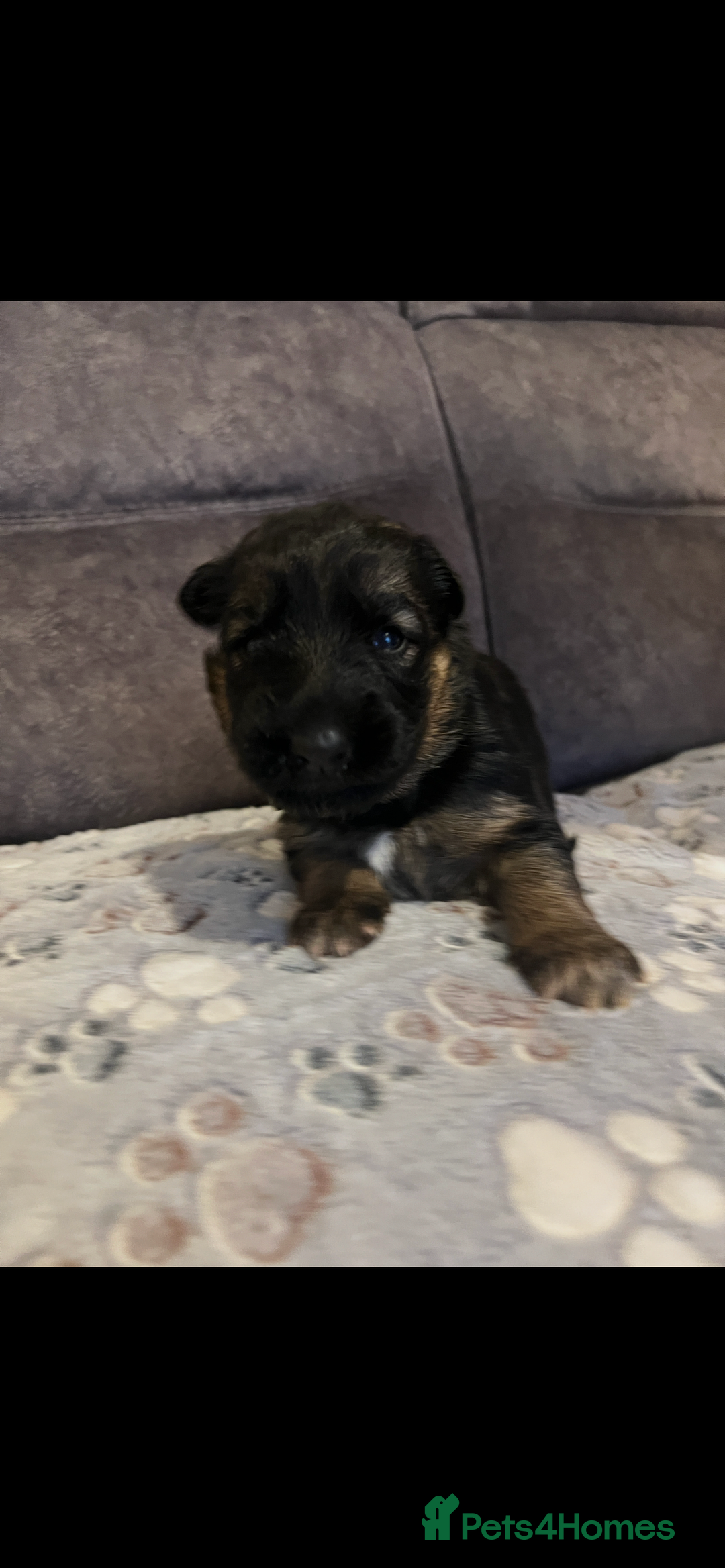 German Shepherd dogs for sale: Kc-registered German shepards puppies for sale - Image 16