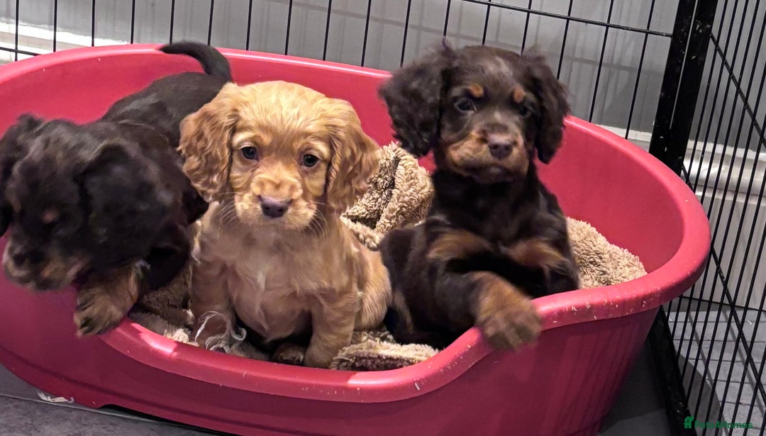 Cocker Spaniel dogs for sale: Working cocker spaniel now ready - Advert 1