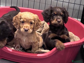 Cocker Spaniel dogs Working cocker spaniel now ready - Advert 15