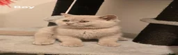 British Shorthair cats for sale: Gorgeous British Shorthair Kittens TICA Registered - Advert 3