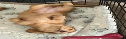 Dachshund dogs for sale: 2x Long haired dachshunds - Advert 11