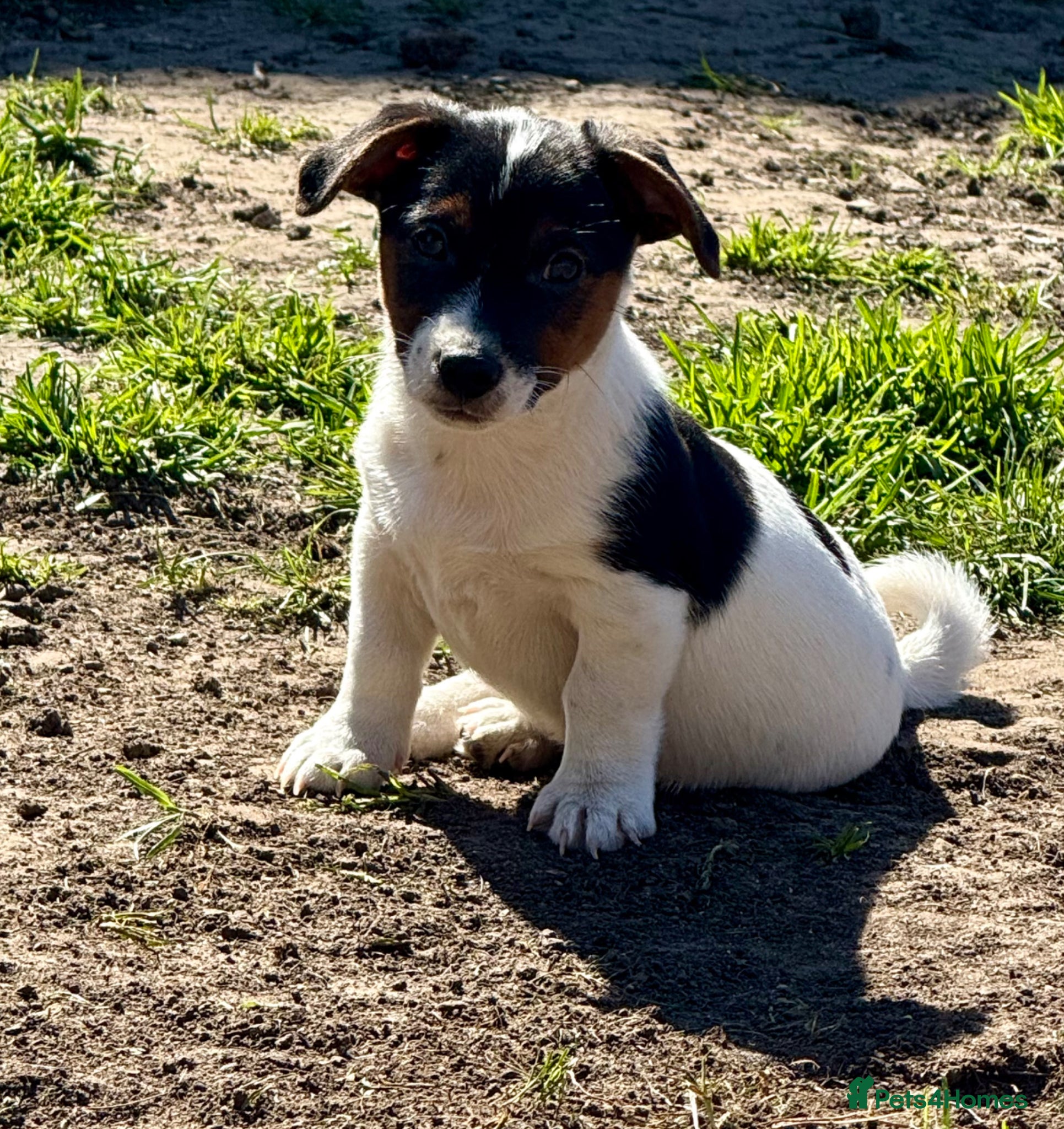 Jack Russell dogs Jack Russell puppies for sale  - Advert 14