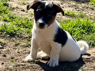 Jack Russell dogs Jack Russell puppies for sale - Advert 4