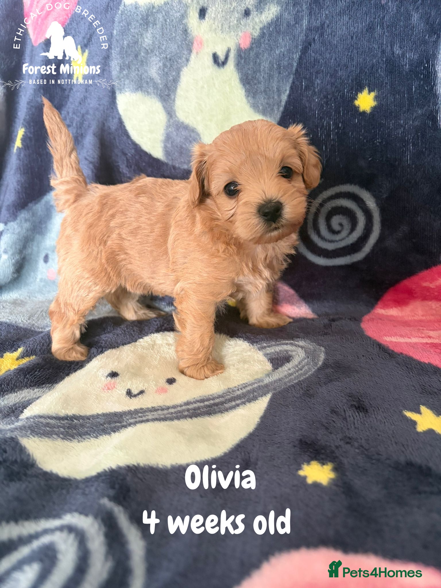 Maltipoo dogs Stunning Maltipoo puppies ❤️ - Advert 1