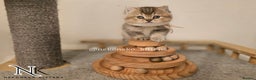 British Shorthair cats for sale: GCCF REGISTERED BSH TEDDY'S 🐻 🧸  - Advert 4