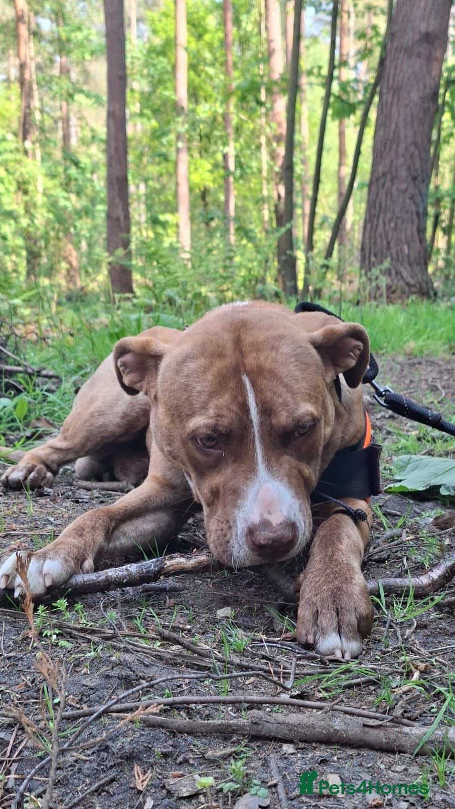 Mixed Breed dogs Buddy Staffy/Boxer mix  - Advert 14