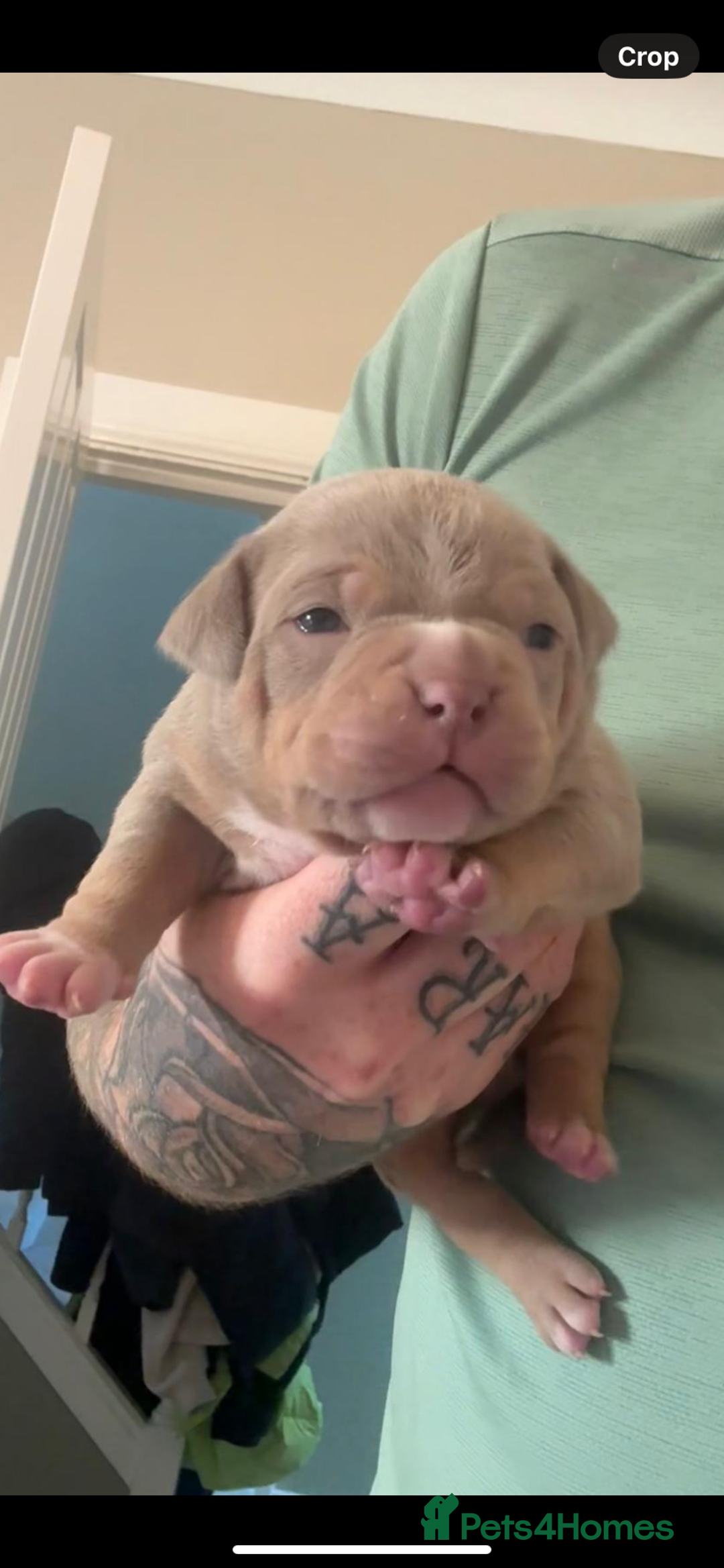 American Bully dogs for sale: Pocket bully pups - Advert 10