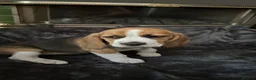 Beagle dogs for sale: Adorable Beagle puppies for sale  - Advert 3