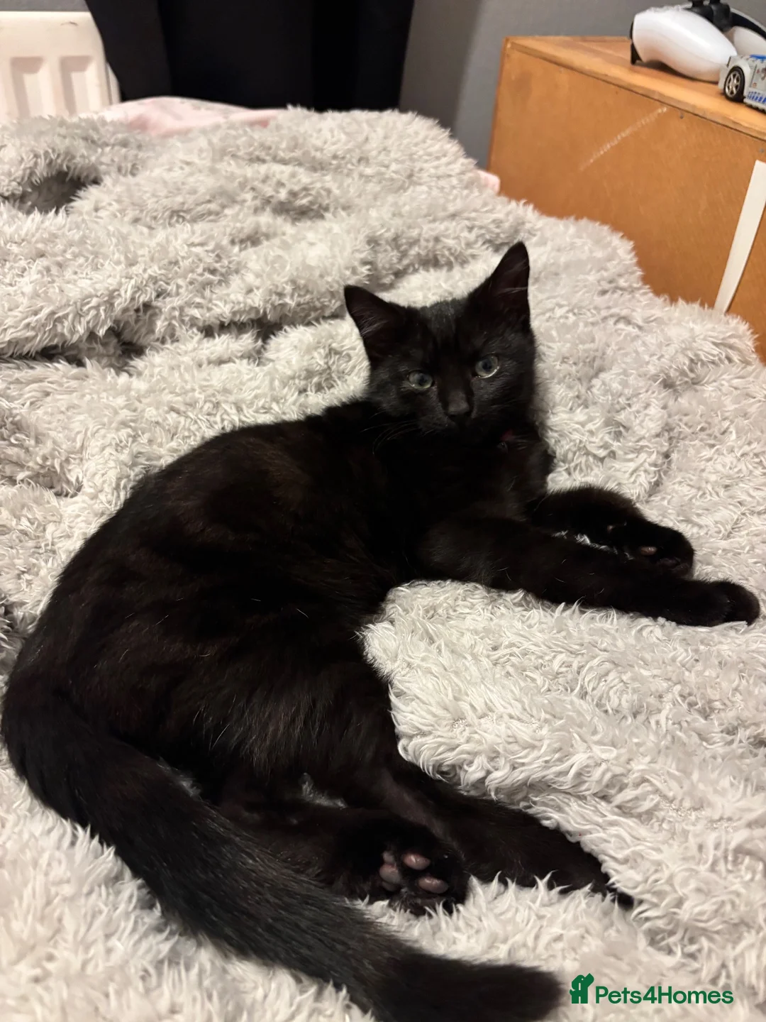 Domestic Shorthair cats for sale: 1 Year Old Domestic Shorthair -Milo in Nottingham - Advert 1