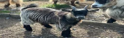 Goats livestock for sale: Registered Pygmy goat wethers - Advert 4