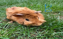 Guinea Pig rodents for sale: Male and Female Guinea Pigs For Sale  - Image 11