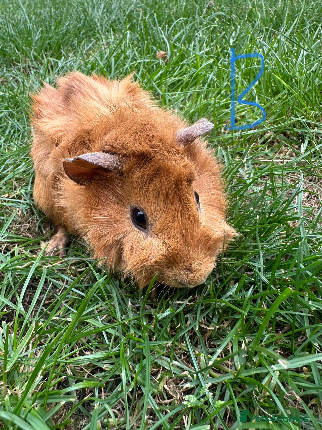 Guinea Pig rodents for sale: Male and Female Guinea Pigs For Sale  - Image 11