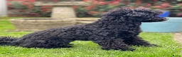 Toy Poodle dogs for sale: Black toy poodle in Manchester - Advert 29