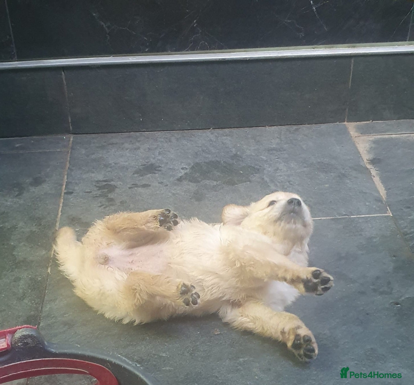 Golden Retriever dogs Beautiful true gold golden retrievers  - Advert 2