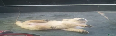 Golden Retriever 9