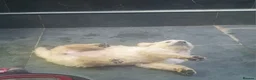 Golden Retriever dogs for sale: Beautiful true gold golden retrievers  - Advert 2