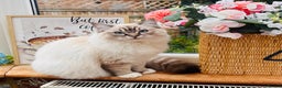 Ragdoll cats for stud: Stunning seal tabby point stud for selected queens in Manchester - Advert 15