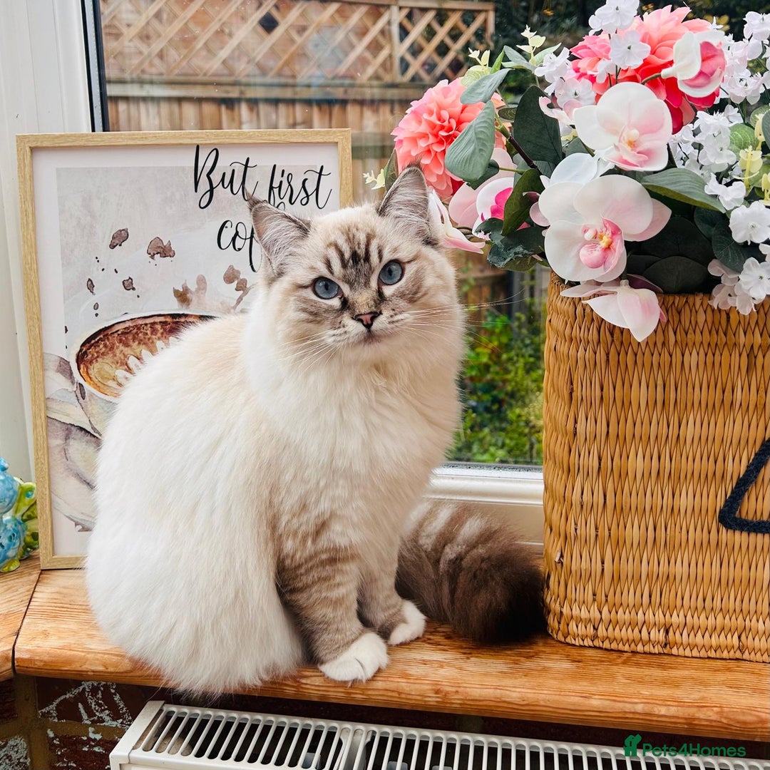 Ragdoll cats for stud: Stunning seal tabby point stud for selected queens in Manchester - Advert 15