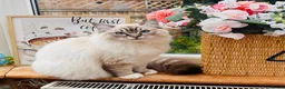 Ragdoll cats for stud: Stunning seal tabby point stud for selected queens in Manchester - Advert 16
