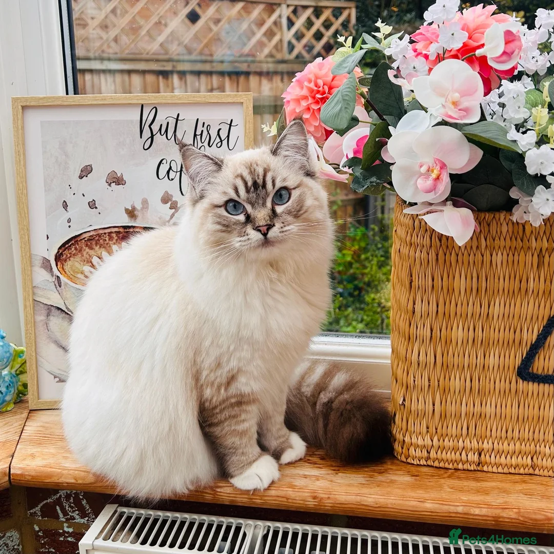 Ragdoll cats for stud: Stunning seal tabby point stud for selected queens in Manchester - Advert 16