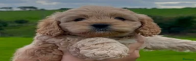 Cockapoo 5