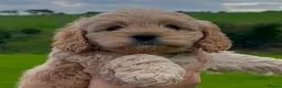 Cockapoo dogs for sale: Delightful cockapoo pups - Advert 14