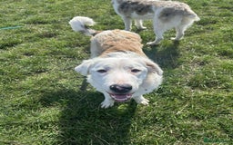 Mixed Breed dogs for adoption: TESS the big softie  - Image 6
