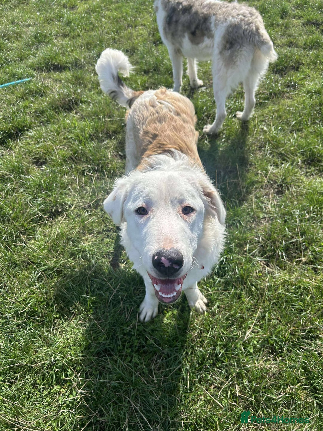 Mixed Breed dogs for adoption: TESS the big softie  - Image 6