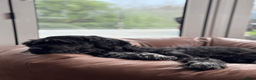 Portuguese Water Dog dogs for sale: Pure Unique Portuguese Water  Dogs  in Redruth - Advert 13