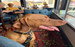 Hungarian Vizsla dogs for stud: Quality stud boy  - Image 4