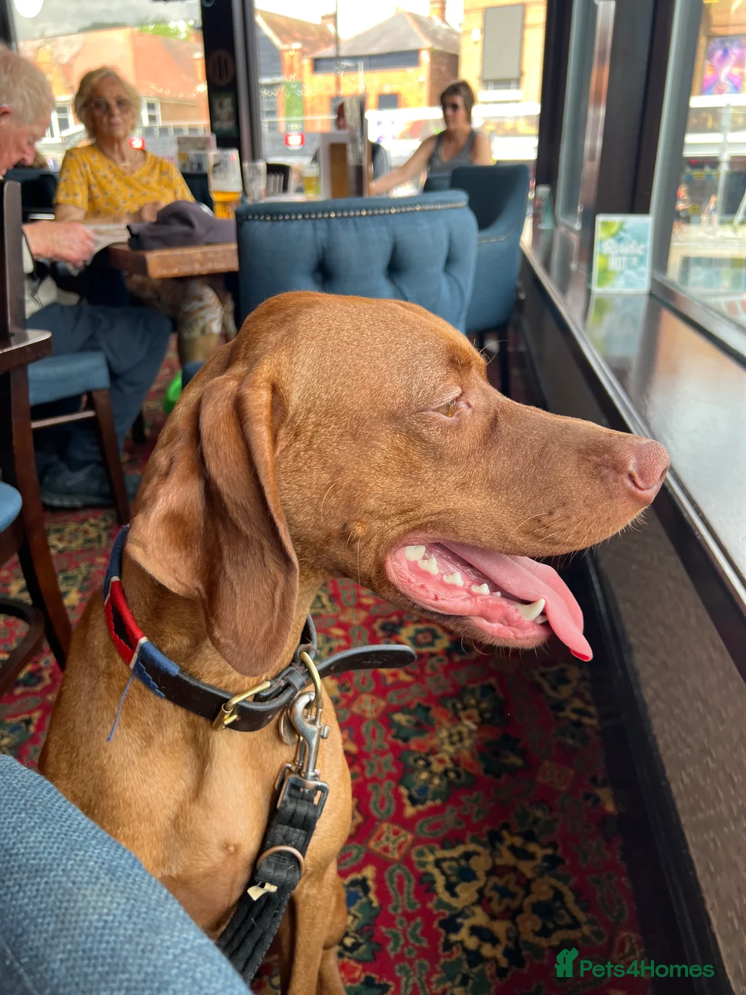 Hungarian Vizsla dogs for stud: Quality stud boy  - Advert 4