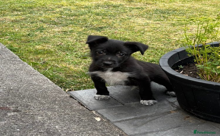 Border Collie dogs - Advert 9