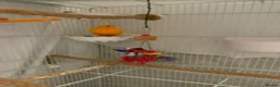 Canaries birds for sale: Pair of canaries red factor.  - Advert 4