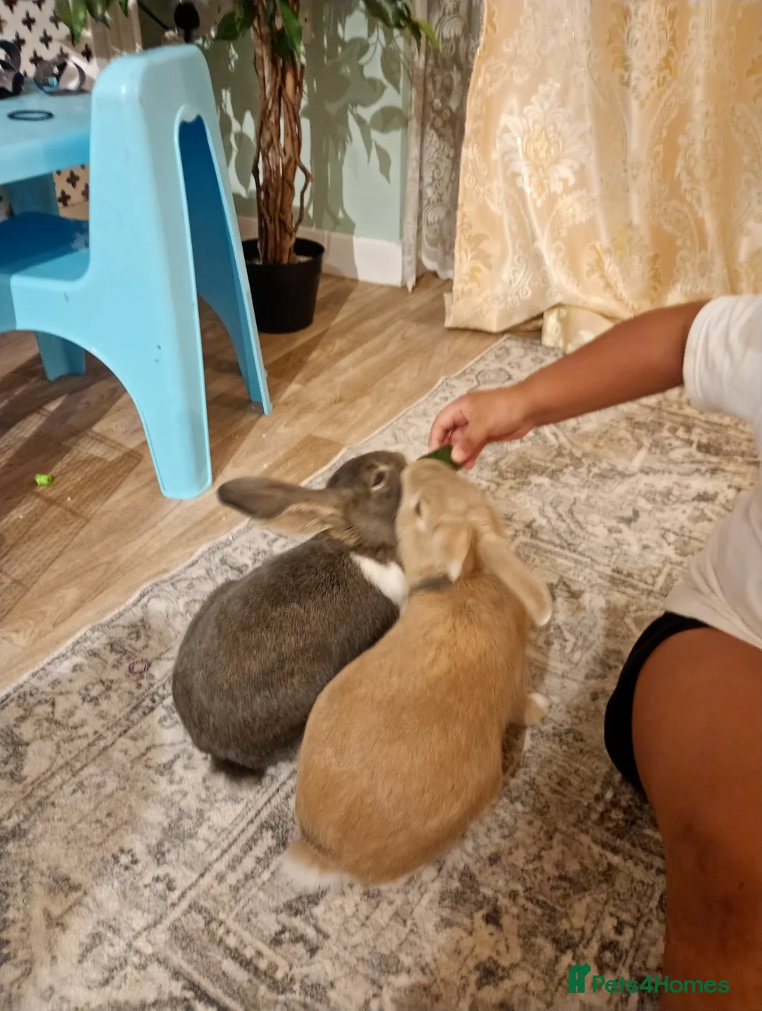 Mixed Breed rabbits for sale: Beautiful baby bunnies  - Advert 6