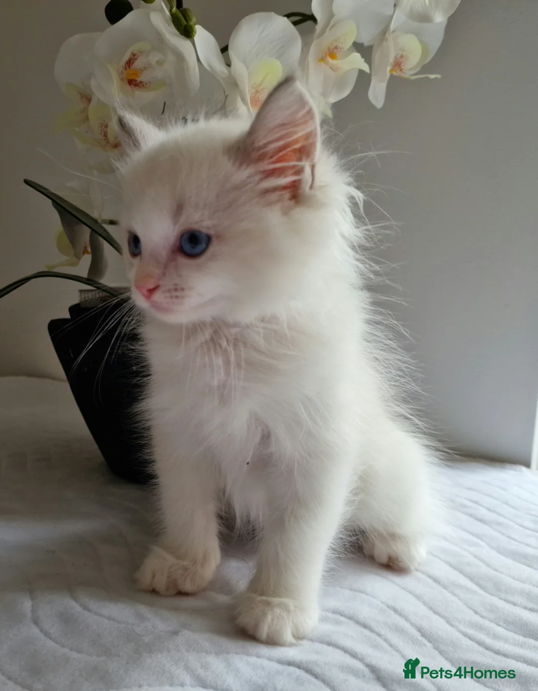 Ragdoll cats for sale: 💎 Elite Ragdoll Kittens  💎 - Advert 4