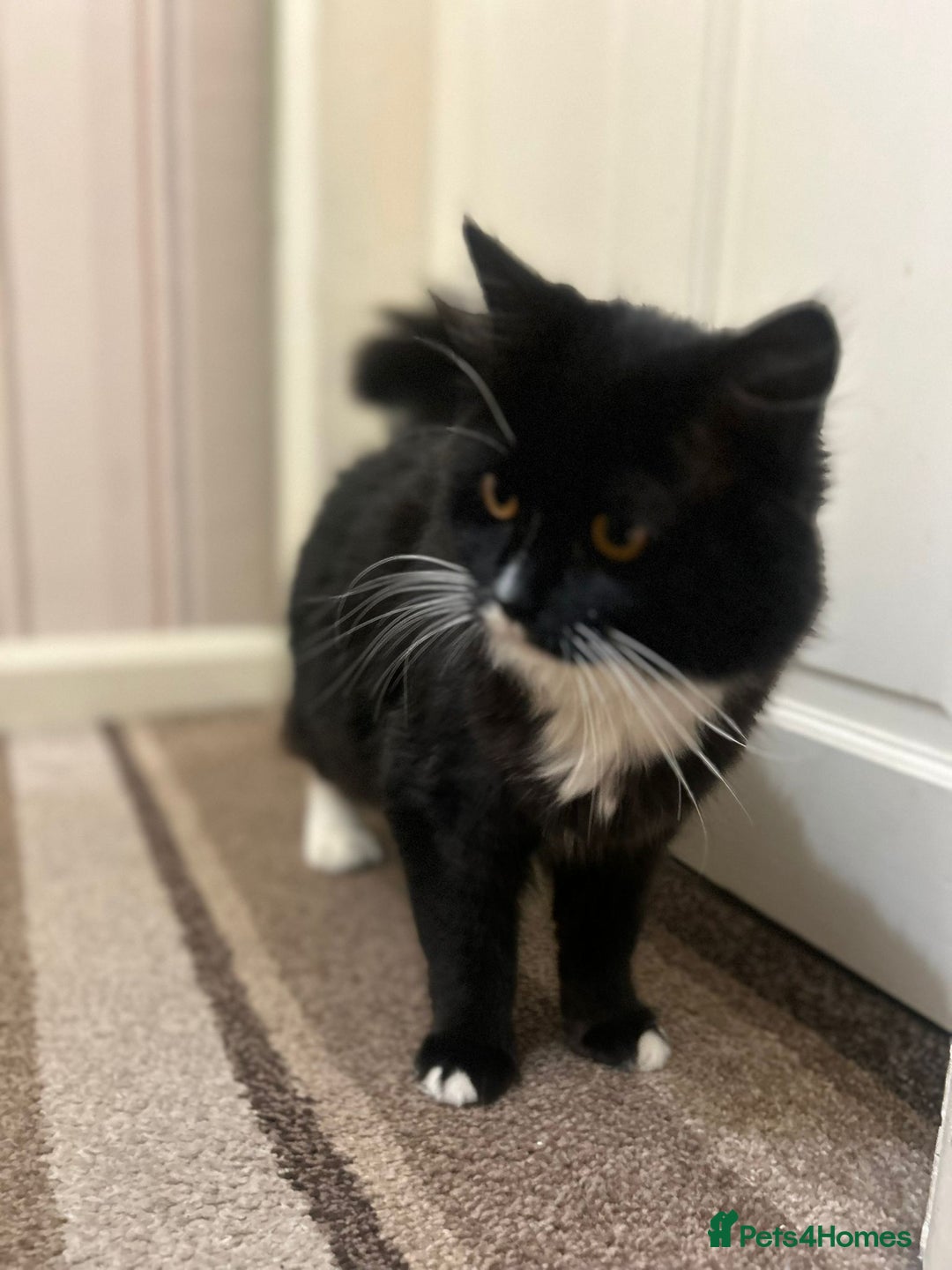 British Shorthair cats for sale: Ikraam - Advert 8