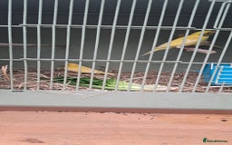Canaries birds for sale: Canaries  - Image 5