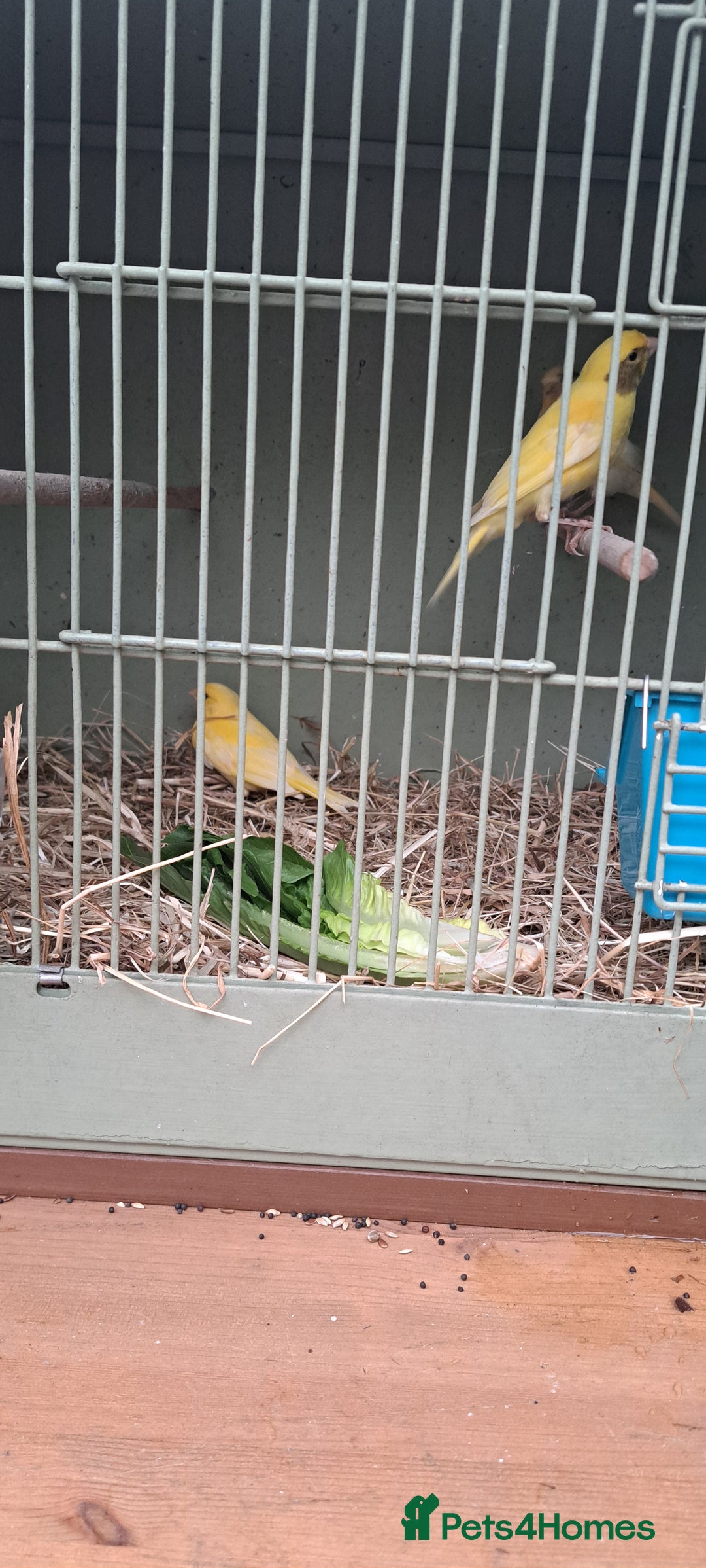 Canaries birds for sale: Canaries  - Image 5