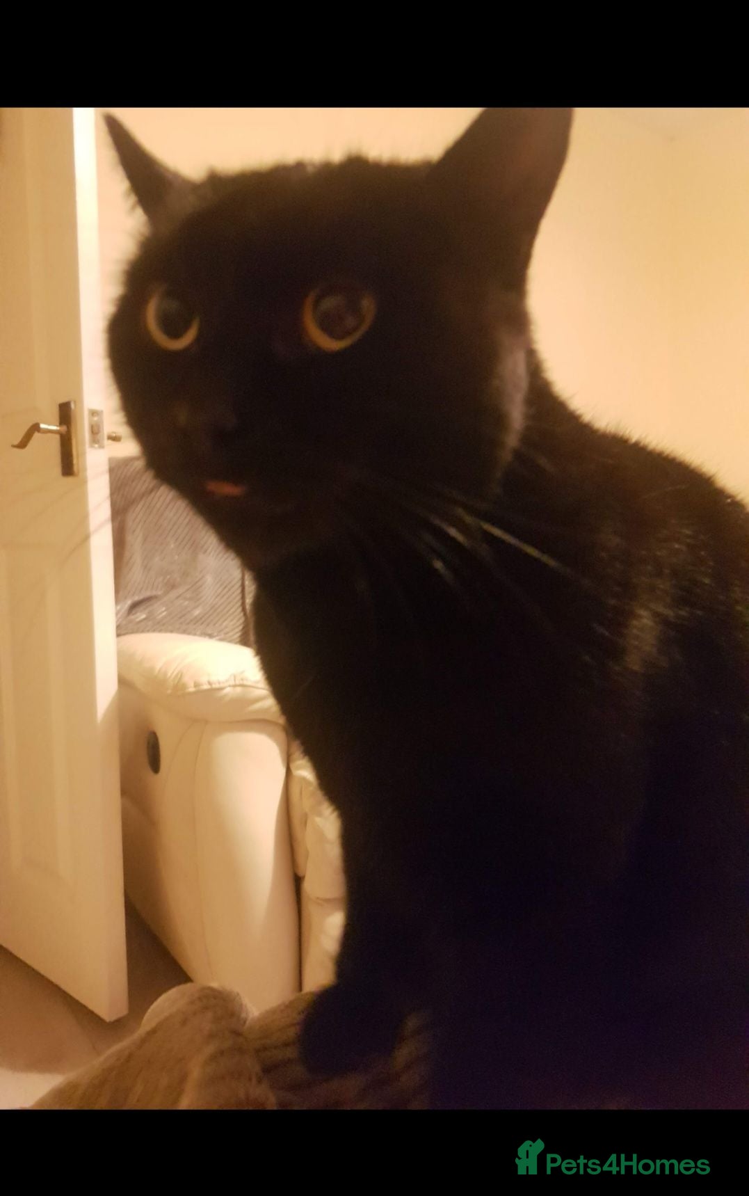 Mixed Breed cats Treacle - Advert 3