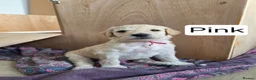 Labradoodle dogs for sale: Standard Multigeneration Labradoodle Backcross - Advert 24