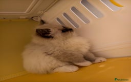 Ragdoll cats for sale: Beautiful Ragdoll Kittens Ready for Sale! - Advert 14