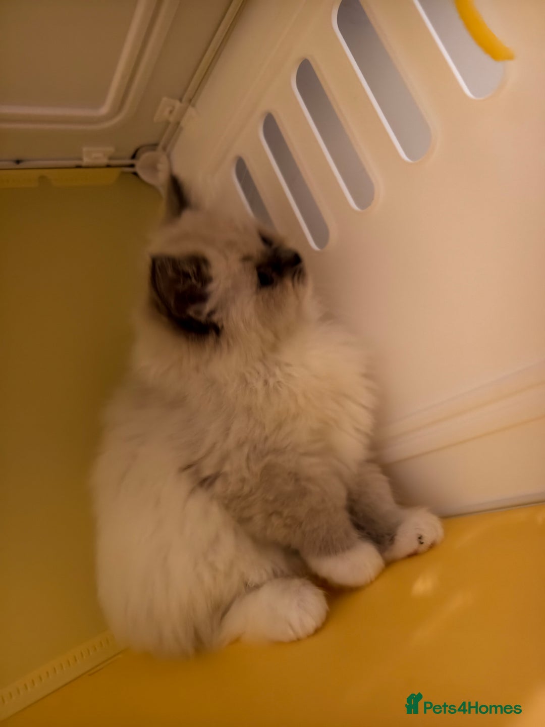 Ragdoll cats for sale: Beautiful Ragdoll Kittens Ready for Sale! - Advert 14