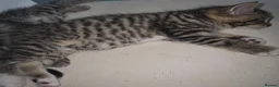 Mixed Breed cats for sale: Tabby kittens - Advert 8